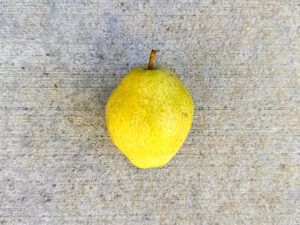 Diamond-shaped yellow pear with slighly speckled skin and a short stem