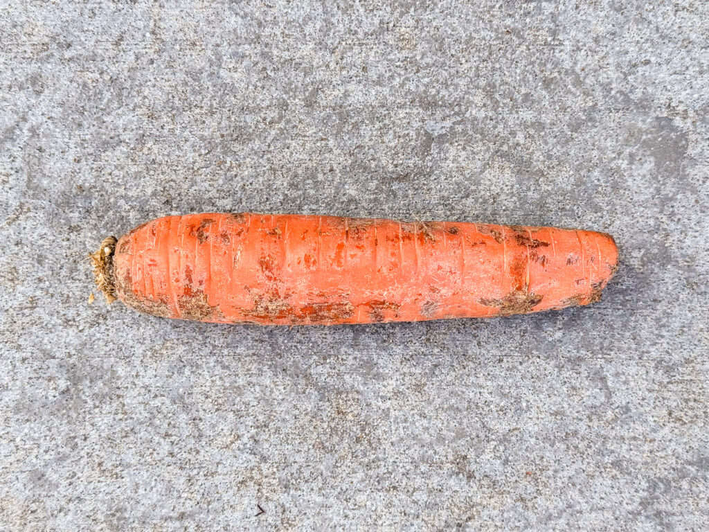 A dirt-covered, unpeeled carrot with visible root hairs and rough texture.